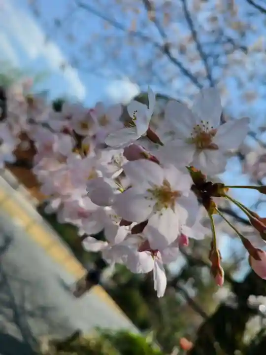 阿佐ヶ谷神明宮の自然