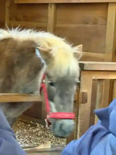 平塚八幡宮の{uncategorized: "未分類", other: "その他", undefined: "問題あり", building: "その他建物", grave: "お墓", sacred_gate: "鳥居", guardian: "狛犬", statue: "像", buddha: "仏像", history: "歴史", nature: "自然", garden: "庭園", animal: "動物", pagoda: "塔", temizu: "手水舎", mountain_gate: "山門・神門", sanctuary: "本殿・本堂", subordinate: "末社・摂社", art: "芸術", scenery: "景色", jizo: "地蔵", ema: "絵馬", goshuin: "御朱印", omikuji: "おみくじ", items: "授与品その他", amulet: "お守り", goshuincho: "御朱印帳", eats: "食事", festival: "お祭り", votive_dance: "神楽", shichigosan: "七五三参", wedding: "結婚式", experience: "体験その他", initially: "初詣", around: "周辺", anti_infection: "感染症対策"}