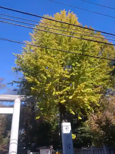 阿佐ヶ谷神明宮の自然