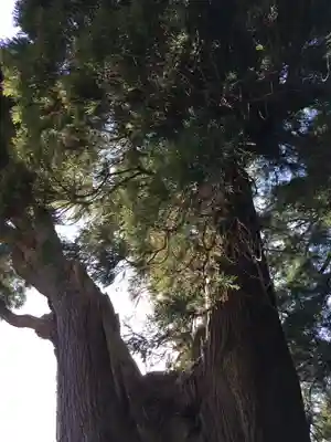 下野八幡大神社の自然