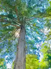 岡見八坂神社の自然