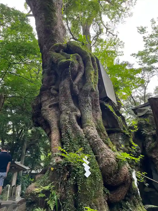 來宮神社(静岡県)