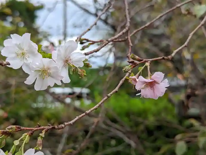 妙蓮寺(京都府)
