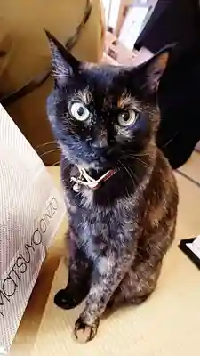 五十稲荷神社(栄寿稲荷神社)(東京都)