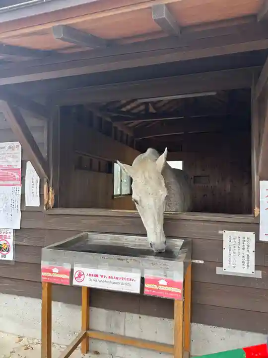 鹿児島神宮(鹿児島県)
