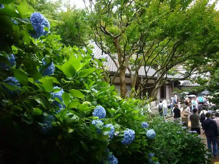 明月院の本殿・本堂