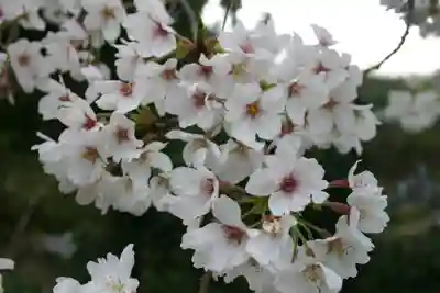 石田神社の自然