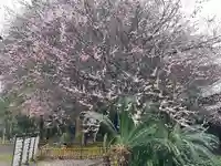 畑子安神社(千葉県)
