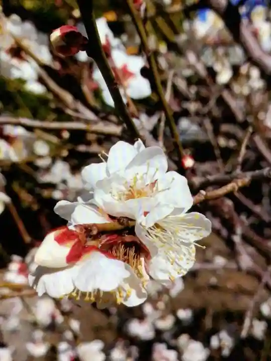 福蔵院(東京都)