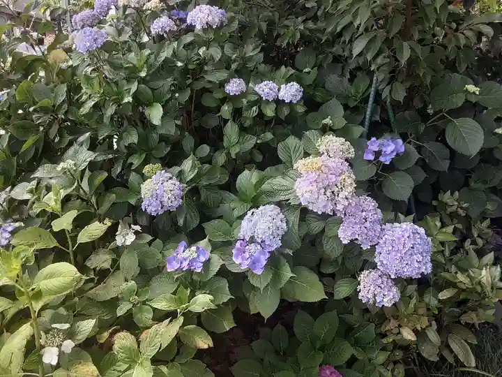 御霊神社(神奈川県)