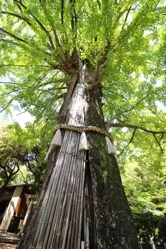 赤坂氷川神社(東京都)