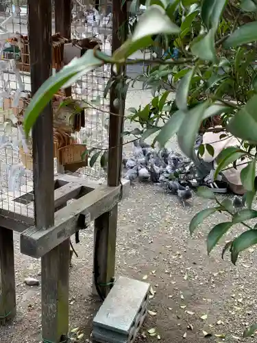 今市報徳二宮神社の動物