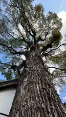 彌刀神社(大阪府)