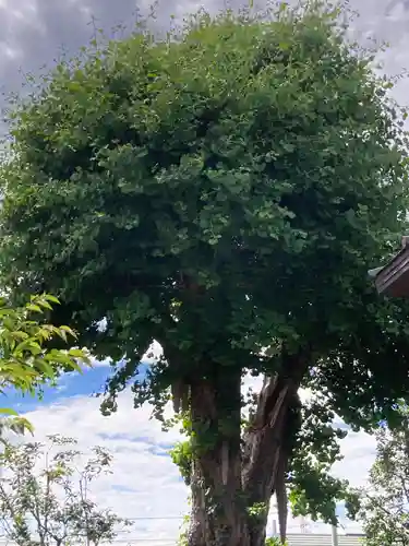 八幡大神(神奈川県)