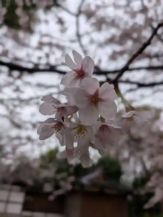 阿佐ヶ谷神明宮(東京都)