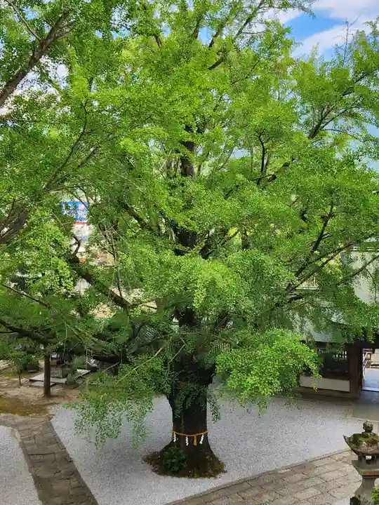 和霊神社の自然