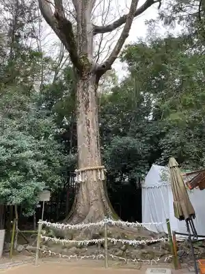 宇治上神社のおみくじ
