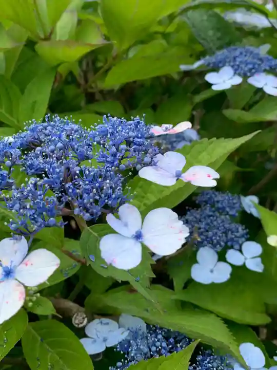 金津神社(福井県)