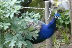 楽法寺（雨引観音）の動物