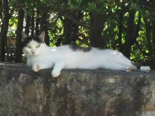 屋久島大社の動物