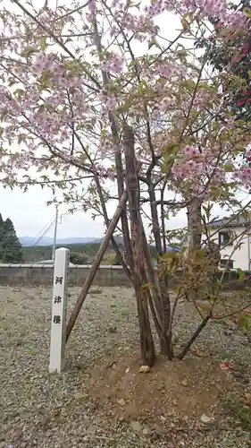 大日神社の自然