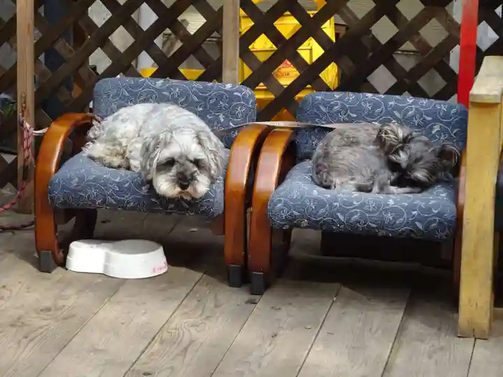 菊名神社の動物