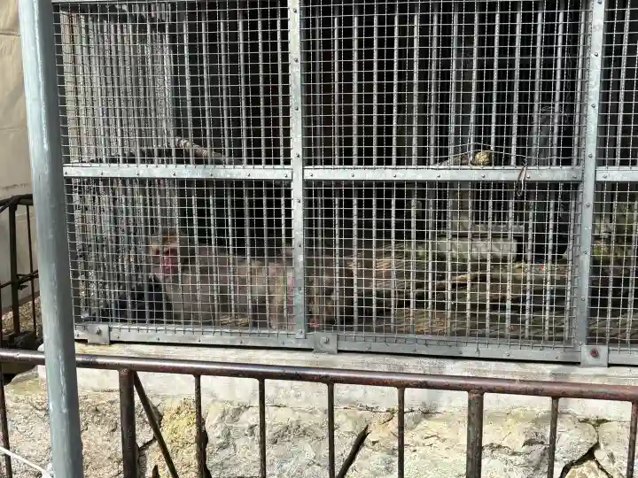 日吉大社の{uncategorized: "未分類", other: "その他", undefined: "問題あり", building: "その他建物", grave: "お墓", sacred_gate: "鳥居", guardian: "狛犬", statue: "像", buddha: "仏像", history: "歴史", nature: "自然", garden: "庭園", animal: "動物", pagoda: "塔", temizu: "手水舎", mountain_gate: "山門・神門", sanctuary: "本殿・本堂", subordinate: "末社・摂社", art: "芸術", scenery: "景色", jizo: "地蔵", ema: "絵馬", goshuin: "御朱印", omikuji: "おみくじ", items: "授与品その他", amulet: "お守り", goshuincho: "御朱印帳", eats: "食事", festival: "お祭り", votive_dance: "神楽", shichigosan: "七五三参", wedding: "結婚式", experience: "体験その他", initially: "初詣", around: "周辺", anti_infection: "感染症対策"}