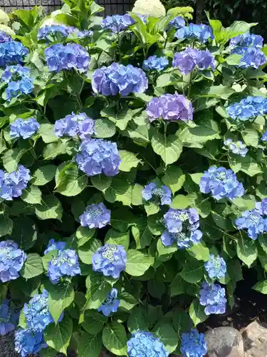 白山神社の自然