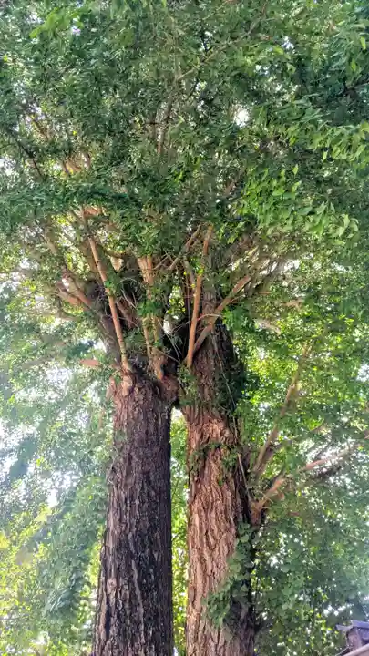 菊田神社(千葉県)