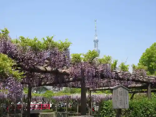 亀戸天神社の庭園