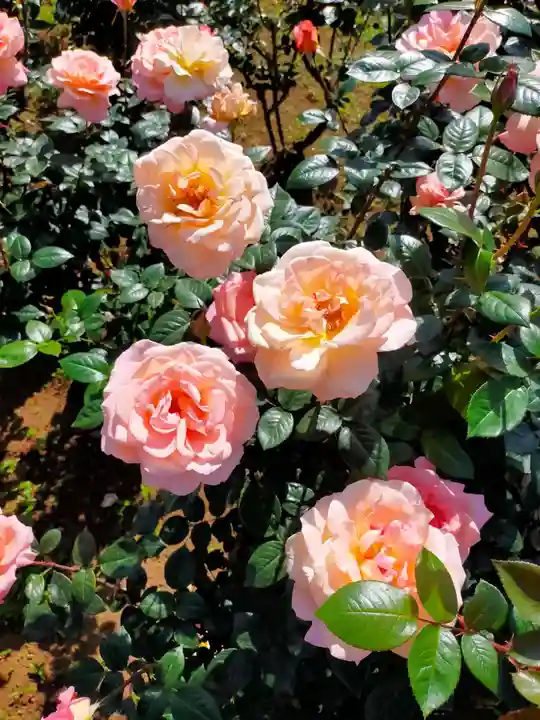 深大寺(東京都)