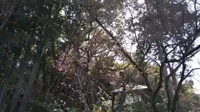 楠妣庵観音寺(大阪府)