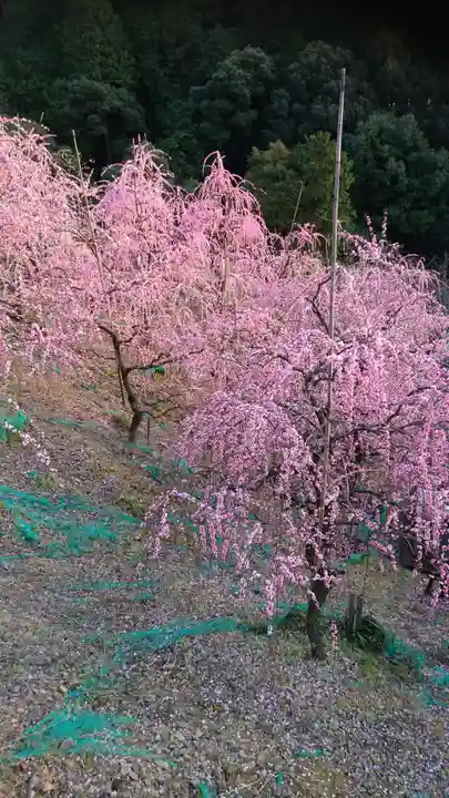 大縣神社の自然