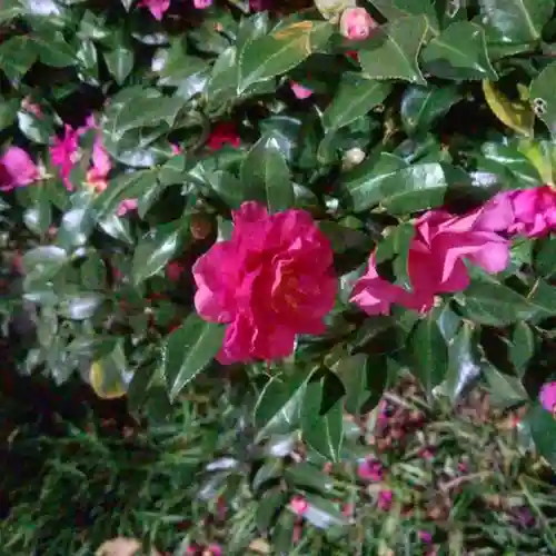 草分稲荷神社の自然