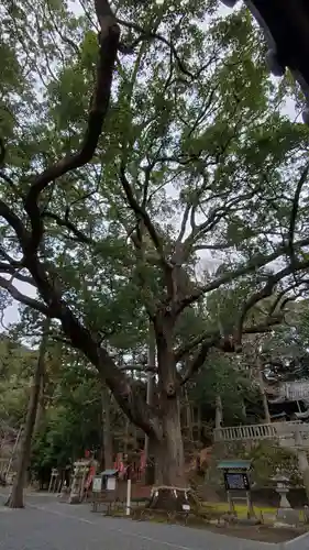 事任八幡宮の自然