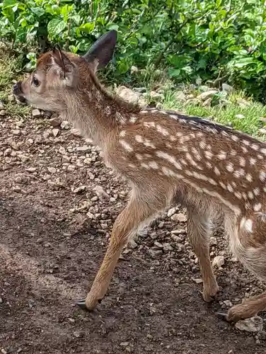 伊吹山寺の動物