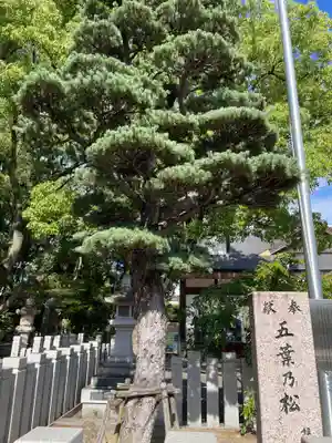 射楯兵主神社(兵庫県)