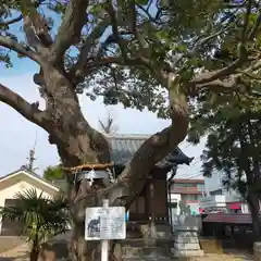 雷神社の自然