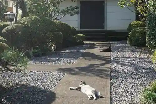唐澤山神社の動物