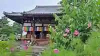 般若寺 ❁コスモス寺❁(奈良県)