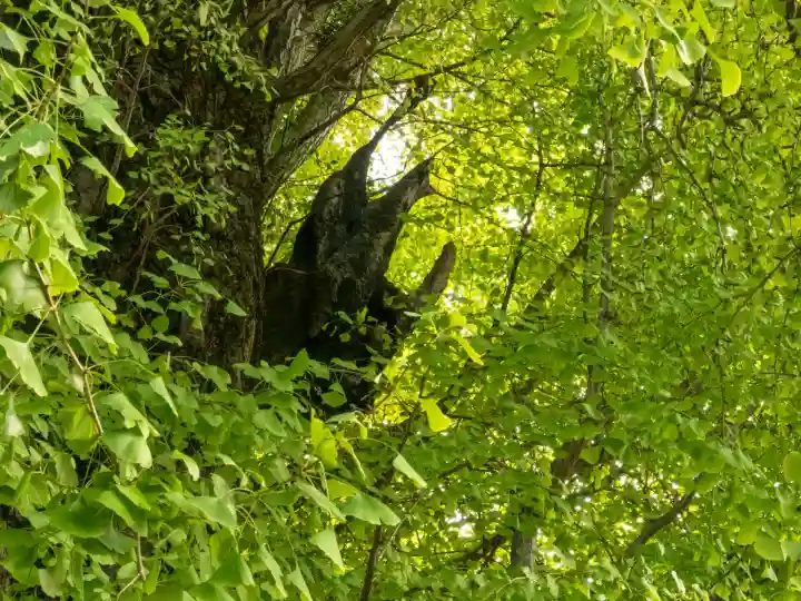 飛木稲荷神社(東京都)