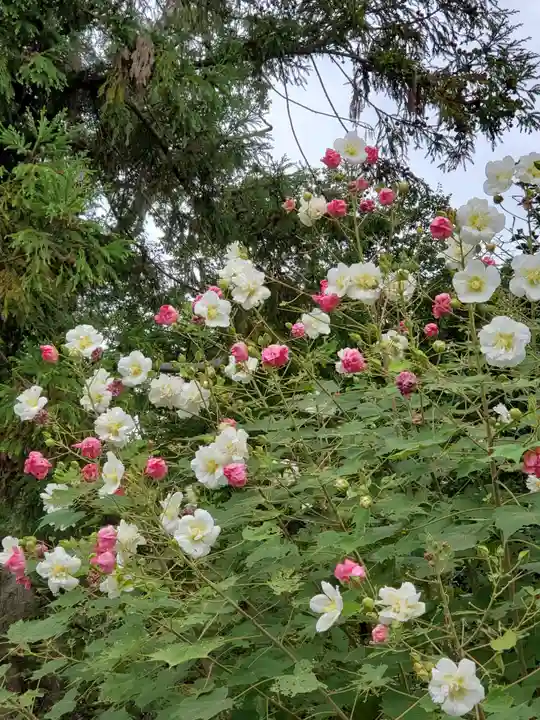 沙沙貴神社の自然