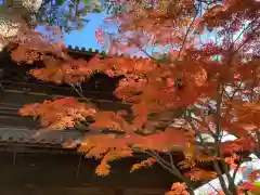 泉岳寺の自然