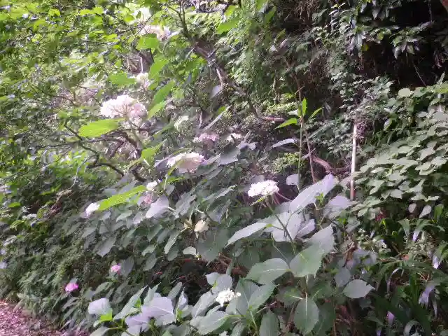 荏柄天神社の自然