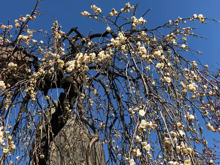 湯島天満宮の庭園