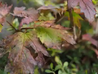 天王山 安楽寺(福井県)