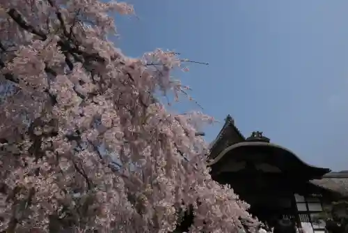 醍醐寺の{uncategorized: "未分類", other: "その他", undefined: "問題あり", building: "その他建物", grave: "お墓", sacred_gate: "鳥居", guardian: "狛犬", statue: "像", buddha: "仏像", history: "歴史", nature: "自然", garden: "庭園", animal: "動物", pagoda: "塔", temizu: "手水舎", mountain_gate: "山門・神門", sanctuary: "本殿・本堂", subordinate: "末社・摂社", art: "芸術", scenery: "景色", jizo: "地蔵", ema: "絵馬", goshuin: "御朱印", omikuji: "おみくじ", items: "授与品その他", amulet: "お守り", goshuincho: "御朱印帳", eats: "食事", festival: "お祭り", votive_dance: "神楽", shichigosan: "七五三参", wedding: "結婚式", experience: "体験その他", initially: "初詣", around: "周辺", anti_infection: "感染症対策"}