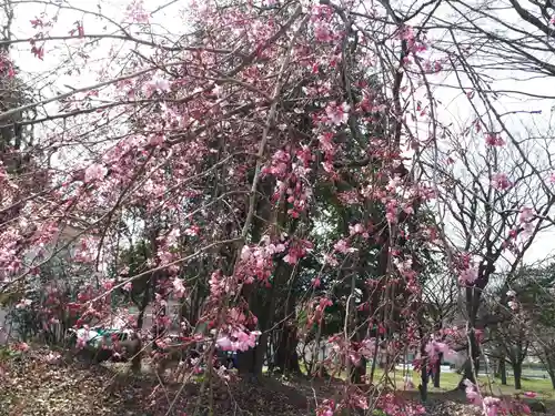 徳佐八幡宮の自然
