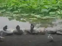 鶴岡八幡宮の動物