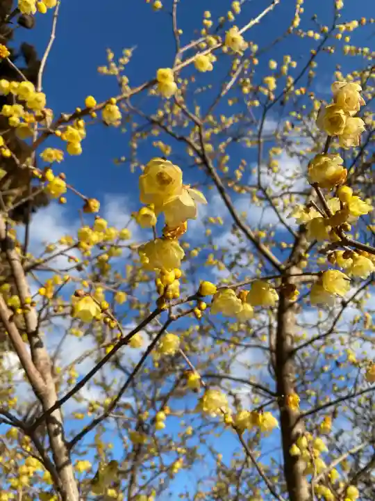 羽黒山神社の{uncategorized: "未分類", other: "その他", undefined: "問題あり", building: "その他建物", grave: "お墓", sacred_gate: "鳥居", guardian: "狛犬", statue: "像", buddha: "仏像", history: "歴史", nature: "自然", garden: "庭園", animal: "動物", pagoda: "塔", temizu: "手水舎", mountain_gate: "山門・神門", sanctuary: "本殿・本堂", subordinate: "末社・摂社", art: "芸術", scenery: "景色", jizo: "地蔵", ema: "絵馬", goshuin: "御朱印", omikuji: "おみくじ", items: "授与品その他", amulet: "お守り", goshuincho: "御朱印帳", eats: "食事", festival: "お祭り", votive_dance: "神楽", shichigosan: "七五三参", wedding: "結婚式", experience: "体験その他", initially: "初詣", around: "周辺", anti_infection: "感染症対策"}